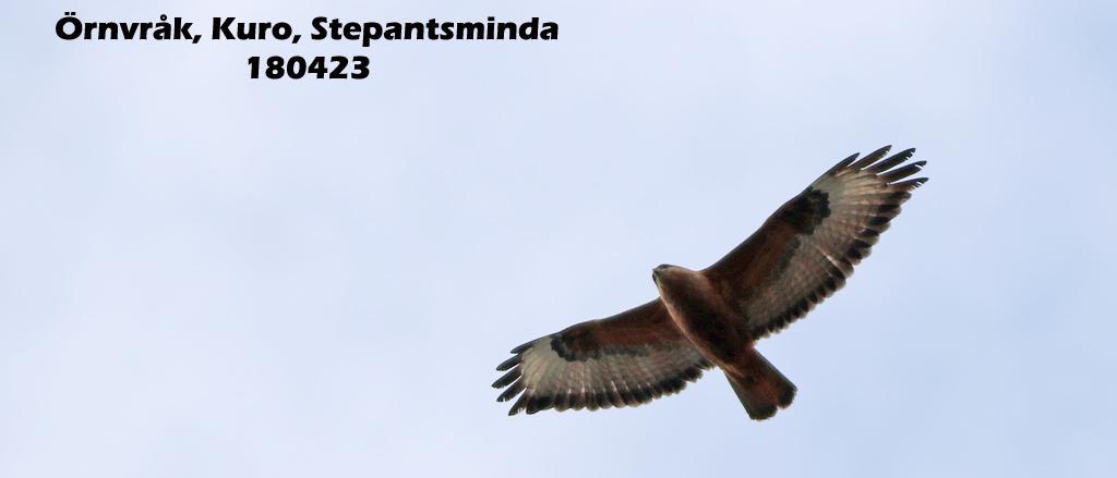 21. Vit stork (Ciconia ciconia) Endast 1 ex på resan, i Nagebi 29/4 som sågs från bussen. 22.