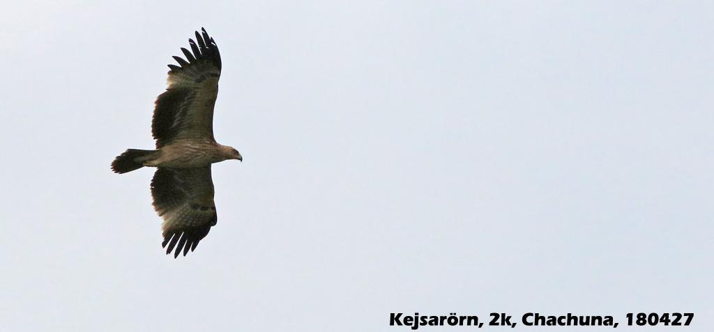 Mindre skrikörn (Aquila pomarina) 2 ex mellan Gamarvjebo och Kvemo Bodbe 28/4 och 1 ex David Gareji Monastery 29/4. 34. Större skrikörn (Clanga clanga) 1 ex Dalis Mta Reservoir, Chachuna 27/4. 35.