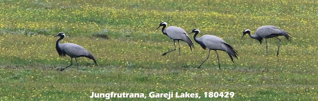Jungfrutrana (Grus virgo) 74 ex gjorde en fin inflygning och rastade sedan på behagligt avstånd vid Gareji Lakes 29/4. Ett högt antal enligt vår lokalguide! 51.