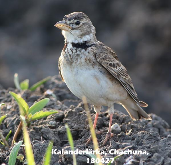 Korttålärka (Calandrella brachydactyla) 10 ex Chachuna 27/4 och 2 ex David Gareji-turen 29/4. 97.