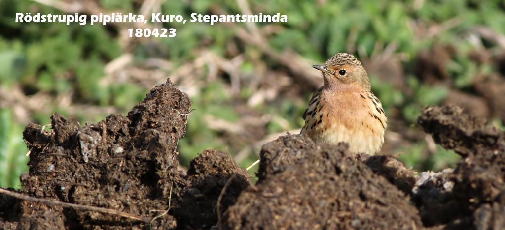 98. Trädlärka (Lullula arborea) 1 sjungande mellan Gamarvjebo och Kvemo Bodbe 28/4. 99. Sånglärka (Alauda arvensis) 1 sjungande S Chalaubani 26/4 och 50 ex Gareji Lakes 29/4. 100.