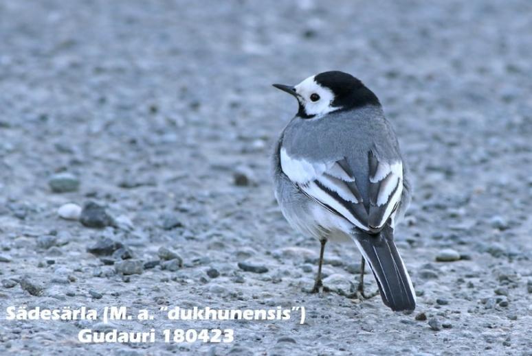 109. Sädesärla (Motacilla alba dukhunensis ) Sedd alla resans dagar i varierande antal med 5-50 ex.