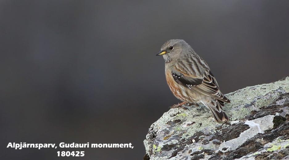 116. Alpjärnsparv (Prunella collaris) 1 ex Gudauri monument 25/4, 1 ex 2 km NO Gudauri monument 25/4 och 1 ex Gudauri monument 26/4 (samma klipphylla som 25/4). 117.