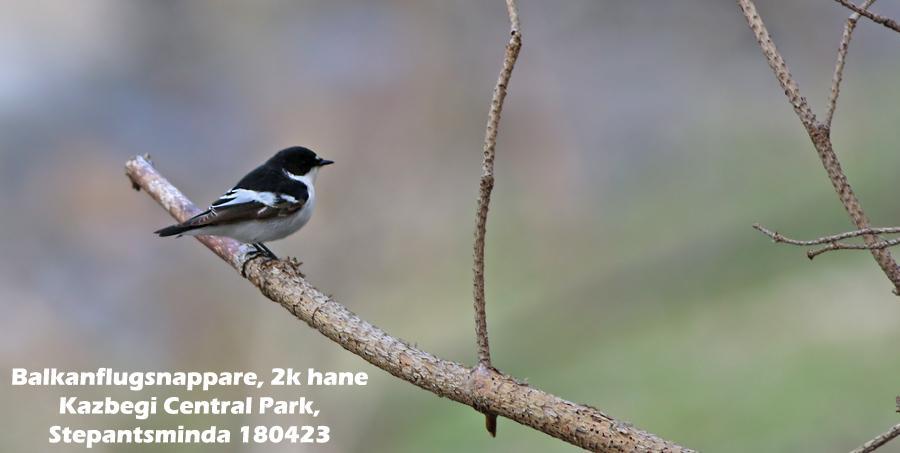 Kaukasisk lundsångare (Phylloscopus nitidus) 1 sjungande Ilia State University, Dedoplistskaro 28/4 och 1 sjungande Kochebi Lake, SO Dedoplistskaro 28/4. 133.