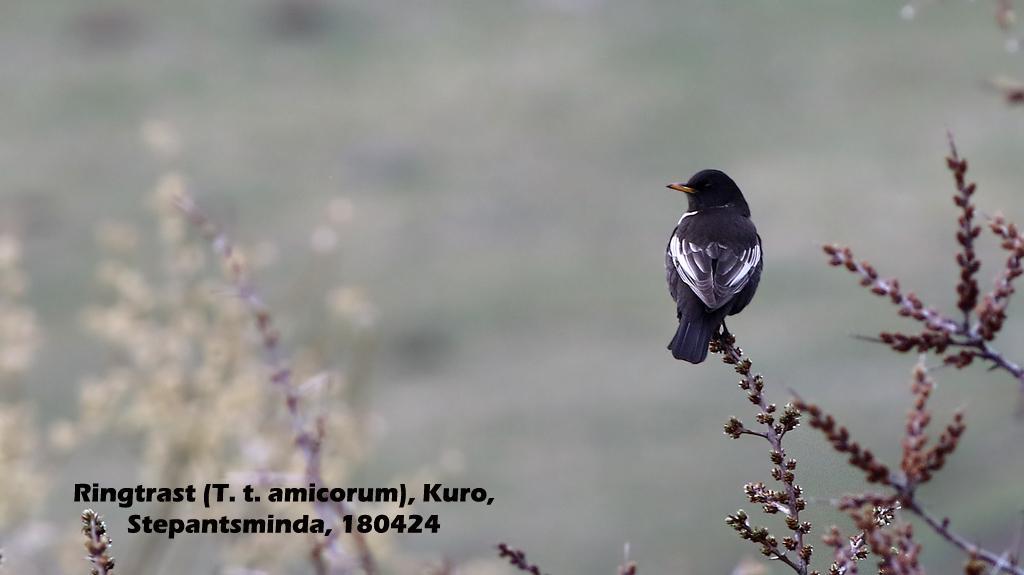 152. Ringtrast (Turdus torquatus amicorum) Denna underart (art?