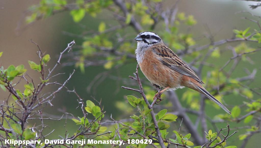 162. Trädkrypare (Certhia familiaris) 2 ex Kazbegi Central Park 23/4 och 1 ex Ananuri 26/4. 163. Gärdsmyg (Troglodytes troglodytes) 1 ex Kobi cliffs 23/4, 1 sjungande Dariali gorge 25/4, 164.