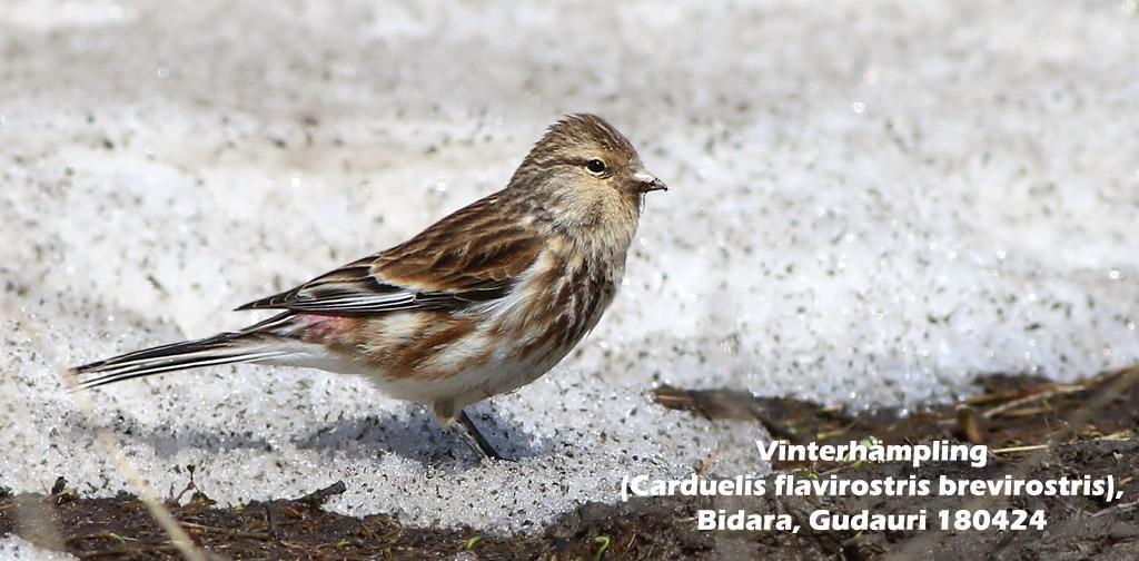 172. Grönsiska (Carduelis spinus) Sedd alla dagar i Kaukasus med enstaka exemplar 23-26/4. 173. Grönfink (Carduelis chloris) Endast sedd med enstaka exemplar 24/4, 26/4 och 28/4. 174.