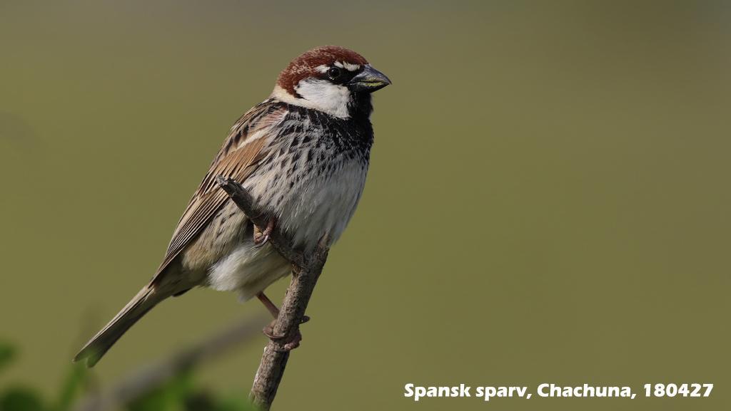 179. Större rosenfink (Carpodacus rubicilla) 1 hane, 2 honor Kuros sluttningar 24/4.