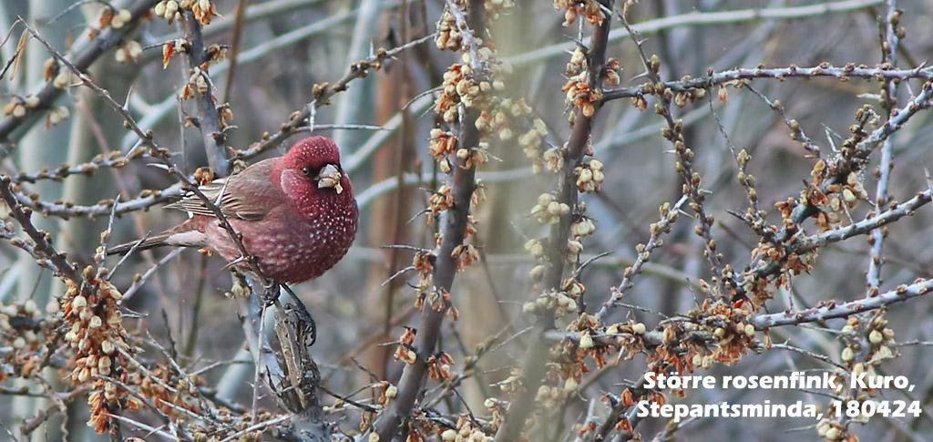 Spansk sparv (Passer hispaniolensis) Omkring 120 ex Chachuna 27/4 fördelade på fyra flockar samt 30 ex 28/4 Patara Tba, Dedoplistskaro 28/4. 181. Pilfink (Passer montanus transcaucasicus) 10 ex S.