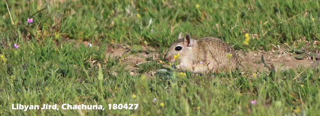 Däggdjur 1. Rödräv (Vulpes vulpes) 1-2 ex 25-28/4. 2. Guldschakal (Canis aureus) Omkring 10 ex där åtminstone 4 sågs och resten hördes yla i kvällningen vid Nagebi 29/4.