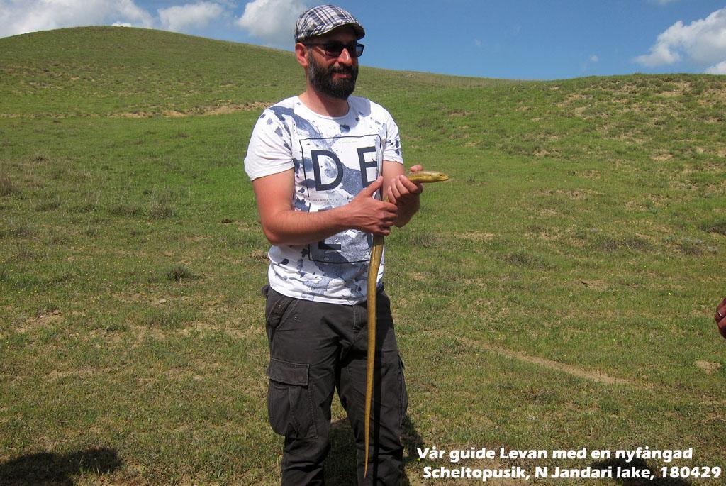 Derjugin s Lizard (Darevskia derjugini) 1 ex fångades in av vår guide Ananuri 26/4. 3.