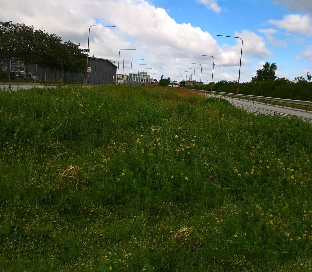 Mittremsan på Västkustvägen i Malmö klipps mer sällan vilket ger rikare biologisk mångfald och mindre skötselbehov.