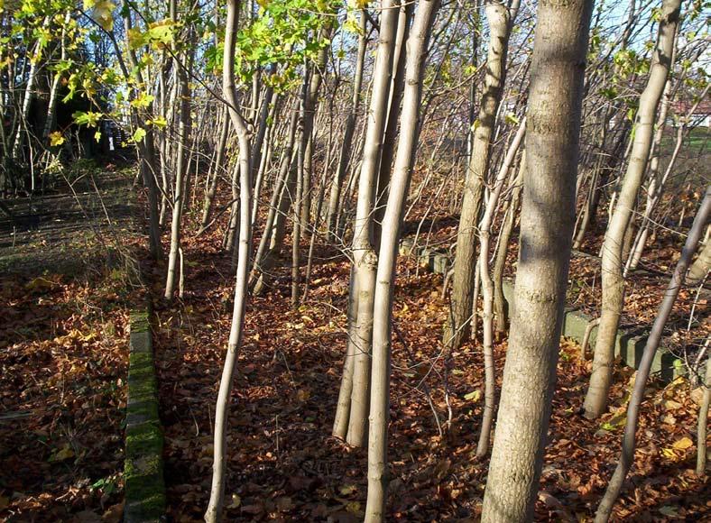 Utveckling Stationssamhällenas utveckling ser olika ut beroende på dess geografiska läge och dragningskraften från den omkringliggande landsbyggden.