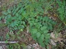 canadensis. (SP, sid 116-117). Sist hamnade de tre arterna Pimpinella sanguisorba minor, P. agrimonioides och P.