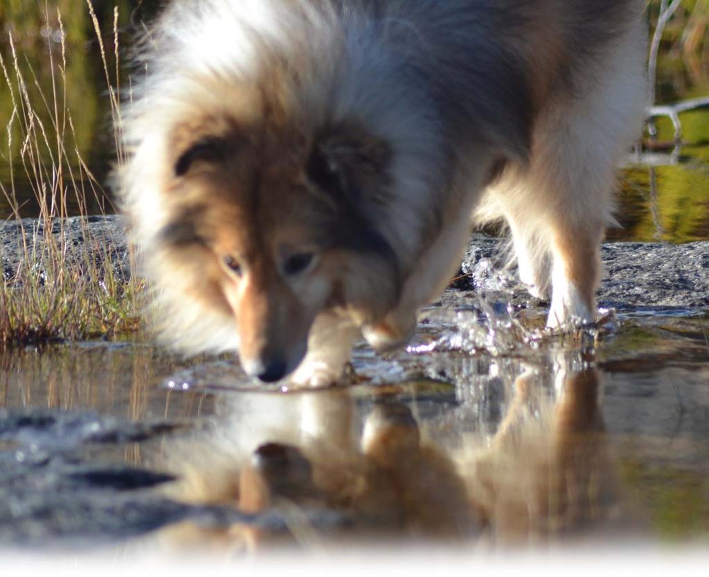 Bakgrund Shetland sheepdog, eller sheltie som rasens internationella smeknam, är från början en liten gårdshund från Shetlandsöarna. Genom inkorsning av collie fick rasen vissa vallhundsegenskaper.