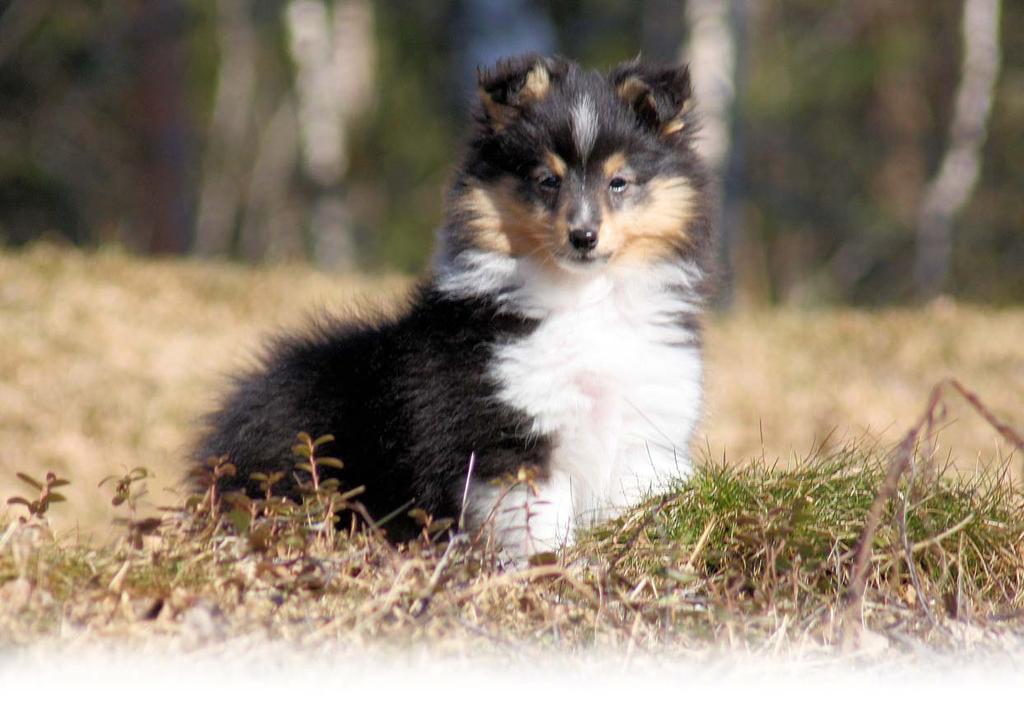 Att köpa valp När du köper en sheltievalp ska den vara minst 8 veckor, IDmärkt, veterinärbesiktigad, ögonlyst och registrerad i Svenska Kennelklubben. På www.