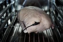 Användarinformation I bröstköttet I den tjockaste delen av fisken - Placera