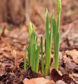 Garanti Om du inte är nöjd med kvalitén på blommorna du redan köpt - Hör av dig till Tulpankungen inom 60 dagar och du får pengarna tillbaka.