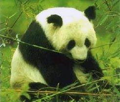 TH: Pandan i den gröna skogen blir svagt grön i pälsen av omgivningens ljus.