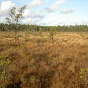 1009372 Karshulta mosse (R30) Kommun Myrregion Habo B Areal land varav myr 78ha 64ha Totalareal 78ha Areal vatten Areal skogsmark ovan fj.gräns Areal skogsmark ned. fj.gräns 14ha varav prod.