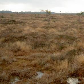 1009902 Mosshult (ersätter F15) Kommun Myrregion Vaggeryd B Areal land varav myr 194ha 184ha Totalareal 198ha Areal vatten 4ha Areal skogsmark ovan fj.gräns Areal skogsmark ned. fj.gräns 1 varav prod.