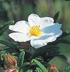 3 Jansson, E & Weibull, J: Om POM Programmet för odlad mångfald (POM Sweden s national programme for plant genetic
