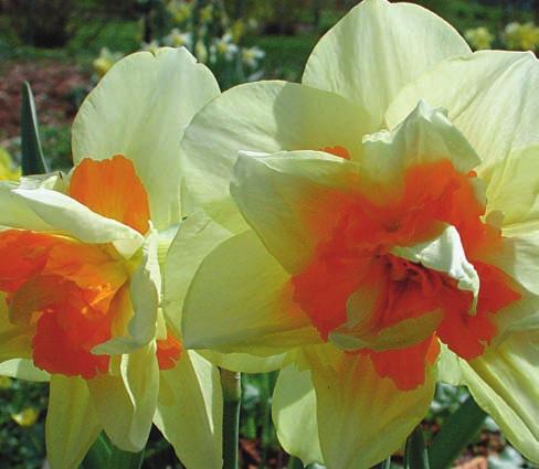 Ett exempel på detta är Narcissus Telamonius Plenus, synonym med Van Sion och Vincent Sion, en fylldblommig påsklilja introducerad i England från Flandern