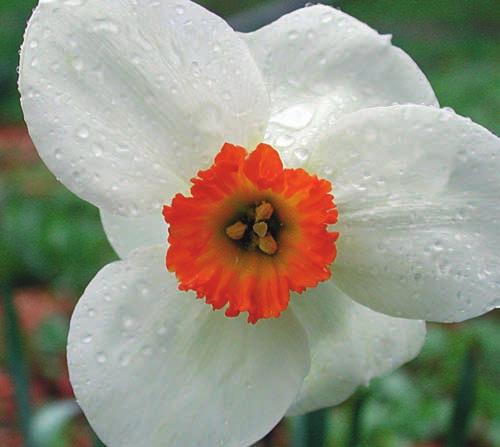 Men även om det förekommer fylldblommiga former av påskliljor och pingstliljor i odling, är dessa mycket ovanliga i naturen (Blanchard 1990).