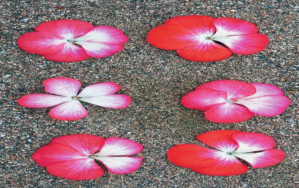 GAMLA PELARGONER Figur 2. Pelargoner med enkla röda blommor och vitt öga är överrepresenterade i insamlingen.