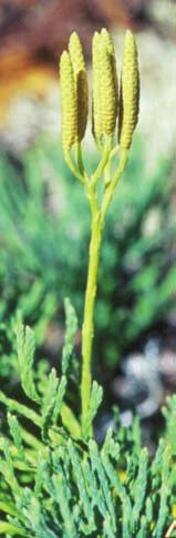 Välkomna till Botanikdagarna i Örebro län! Örebro läns botaniska sällskap hälsar medlemmarna i Svenska Botaniska Föreningen välkomna att besöka Närke och västra Västmanland 7 11 juli 2004.