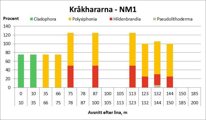 Rödalgerna fjäderslick (Polysiphonia fucoides) och havsstenhinna täckte helt eller till största del blocken mellan 35 och 150 meter längs profilen.