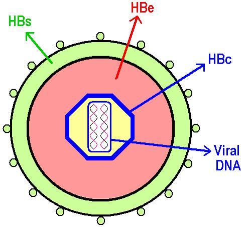 Det finns för närvarande inget stöd för fortsatt regelbunden, rutinmässig screening av patienter som behandlas med biologiska läkemedel.