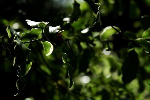 För att utnyttja nivåskillnader är det bra att använda sig av flera olika gångstråk. Detta ger en bra träning för patienter, antingen för rehabilitering eller habilitering.