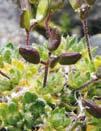 översikt (Broomrapes Orobanche in Sweden) Svensk Botanisk Tidskrift 102(6): 273 336 (2008) 293 Kannesten, C: Uddbräken aktuella förekomster i Sverige