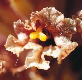 elatior is threatened by the increasing cover of nitrophilous species such as Arrhenatherum elatius.