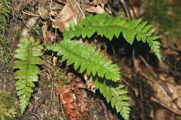 KANNESTEN Figur 2. Unga plantor av uddbräken kan påminna något om taggbräken. Norra Ranneberget, Dalskog, Dalsland. Foto: Claes Kannesten, 11 juli 2006. Young plants of P.