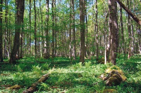 FRANSSON Figur 5. Hammarhjelms intresse för växter stimulerades säkerligen av den intressanta naturen i hans hembygd. Nynäs gård, som han ärvde som 11-åring, ligger intill Nötön.