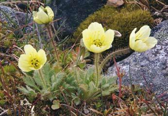 ssp. confusa och bågfryle L. arcuata 