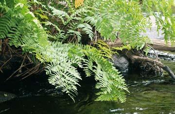 THULIN Figur 2. Den frodiga ormbunken safsa Osmunda regalis grönskade i flera fina bestånd vid Ettak strömmar i Tidan. Foto: Hans Thulin, 26 juni 2008.
