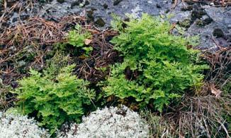Ormbunkskursen i Dalsland ULLA-BRITT ANDERSSON Årets temaexkursion var förlagd till Dalsland 5 7 september och behandlade ormbunksväxter.