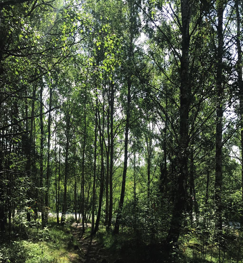 Berg i dagen i planområdet som kommer att bevars Naturen intill planområdet Recipient Recipienten för planområdet är Uttran.