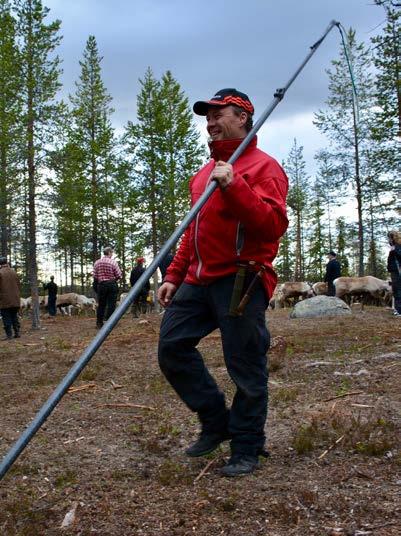 fånga kalvar till märkning.