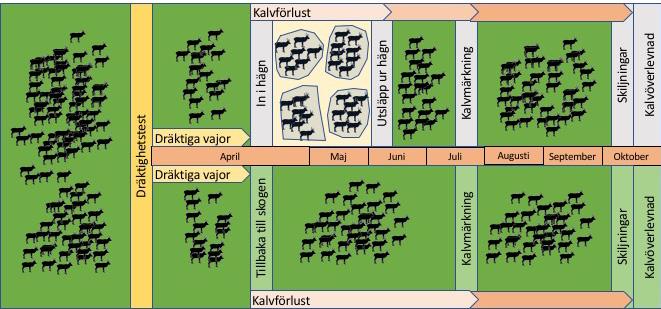 vaja som individmärkts och vägts i respektive ägargrupp placerades i kalvningshägn och varannan släpptes direkt efter dräktighetstestet tillbaka ut för att som vanligt kalva i skogen.