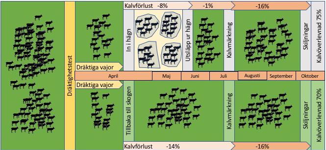 Figur 3. Genomsnittliga kalvförluster under perioderna från dräktighetstest till kalvmärkning och därefter tilll vinterskiljningar i Gällivare skogssameby, 2014 2016. Figur 4.