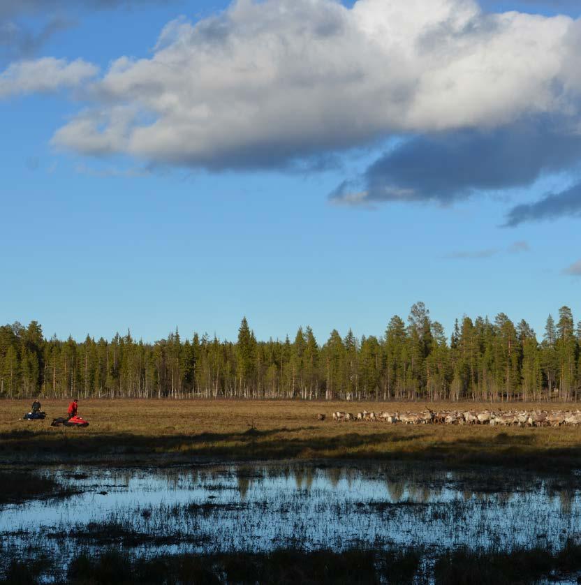 En renhop drivs mot kalvmärkningshagen.