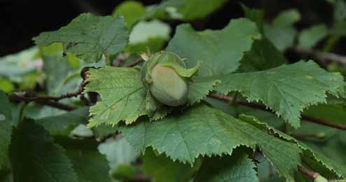 Märke På pistillens märke fastnar pollenkorn. En pollenslang växer in mot fröämnet. Fruktämne Innehåller ett fröämne.