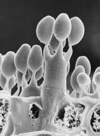 Resten av svamporganismen finns i form av ett mycel bestående av tunna trådar inne i en trädstam eller i marken.