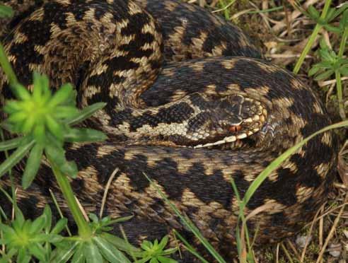 Biologi 7-9 Lärarhandledning Kommentarer till bokens bilder Bilderna finns tillgängliga på förlagets webbplats. Kommentarerna nedan kan vara ett stöd vid genomgången. http://www.capensis.