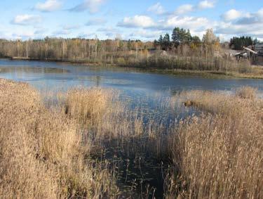 Flikigheten i bladvassen gynnar många fågelarter och vid en ev. restaurering kan man fräsa fram ytterligare vattenspeglar i sjön.
