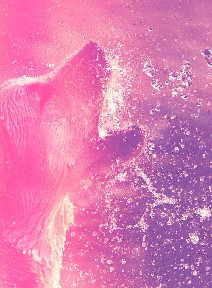 10 Panion Animal